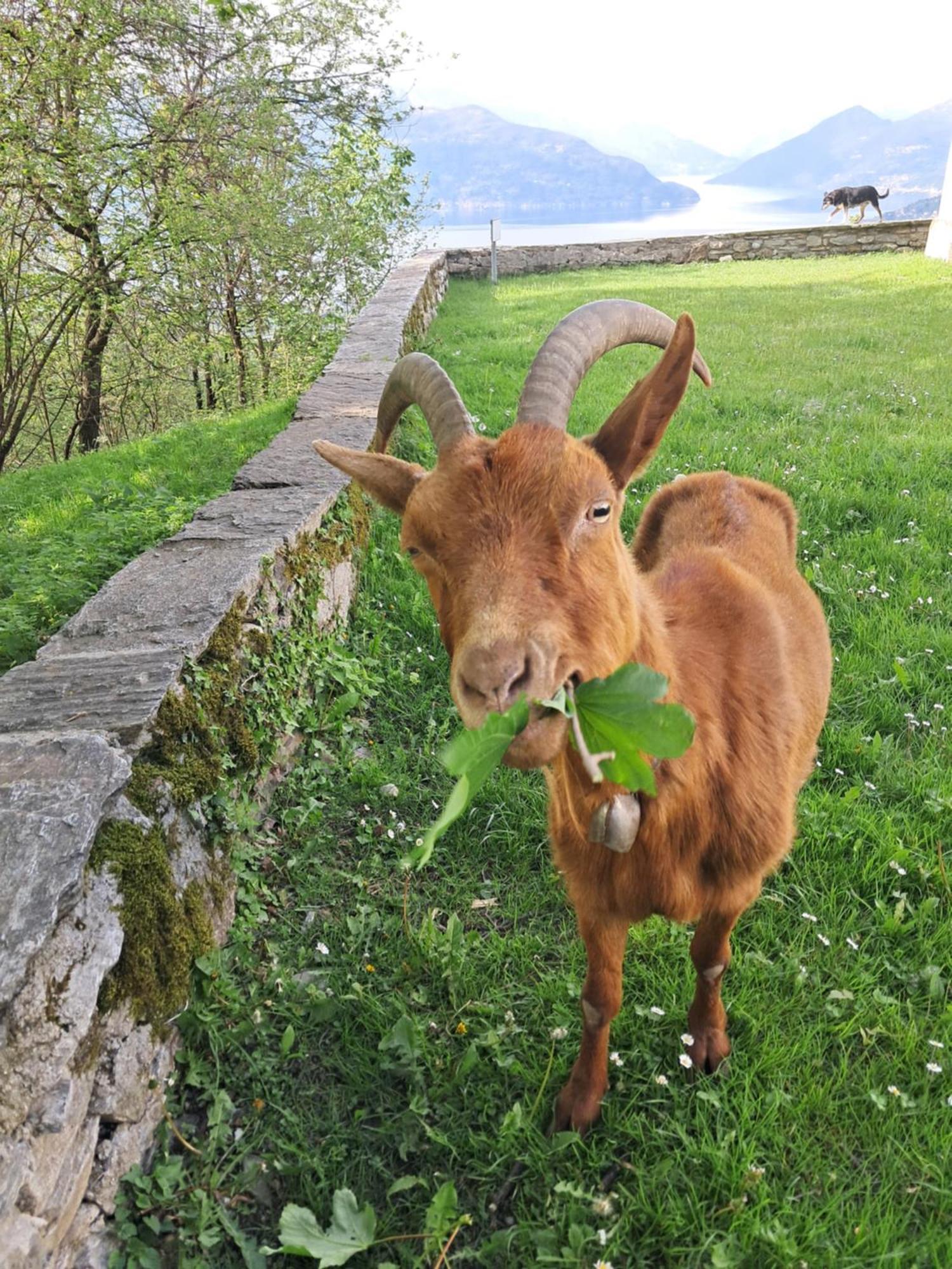 La Stanza Del Bosco Lägenhet Arcumeggia Exteriör bild